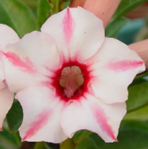 (image for) Adenium Obesum \'Sunshine Rose\' x 5 Seeds